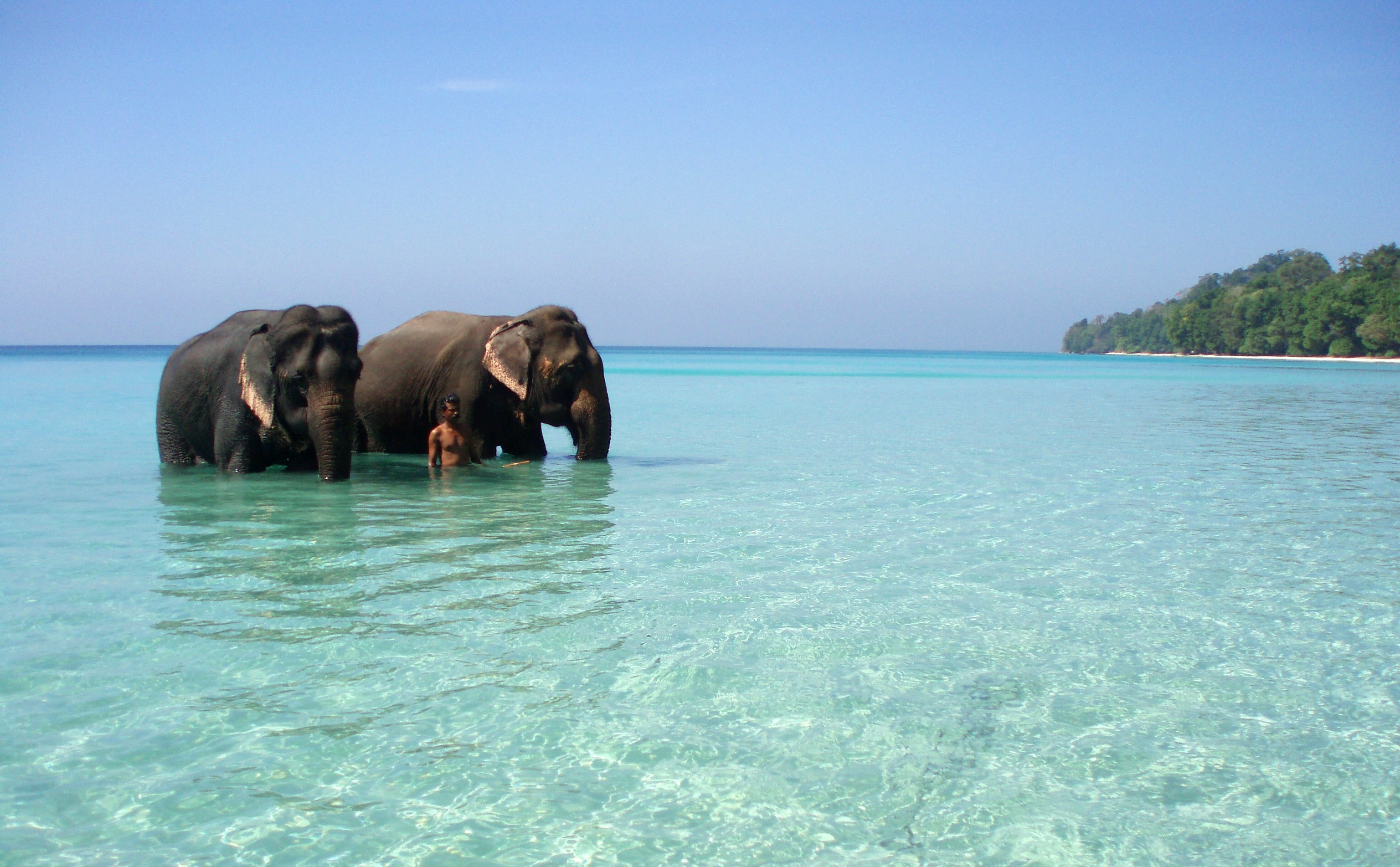 Elephants in Andaman and Nicobar Islands