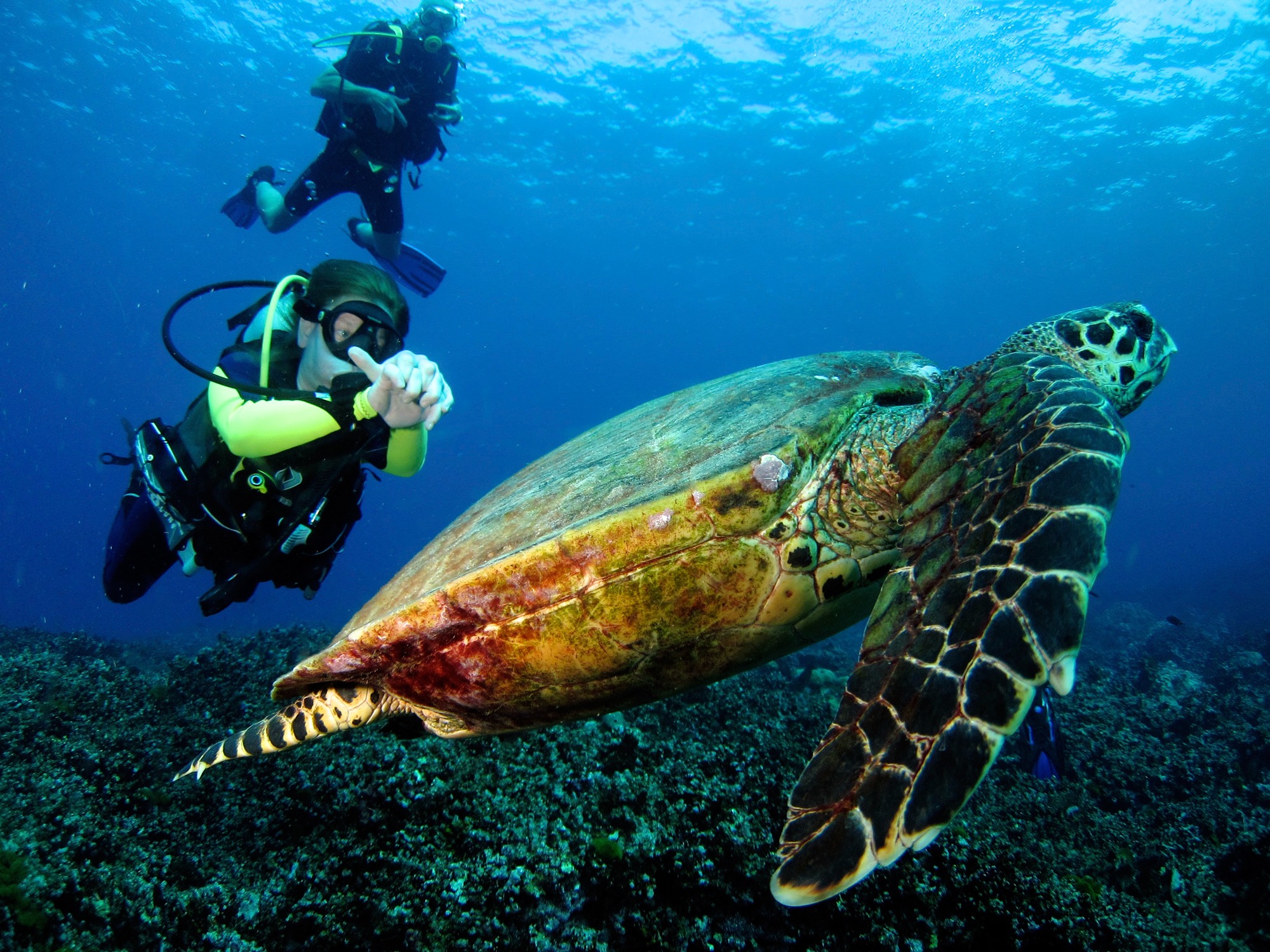 Divers with Turtle