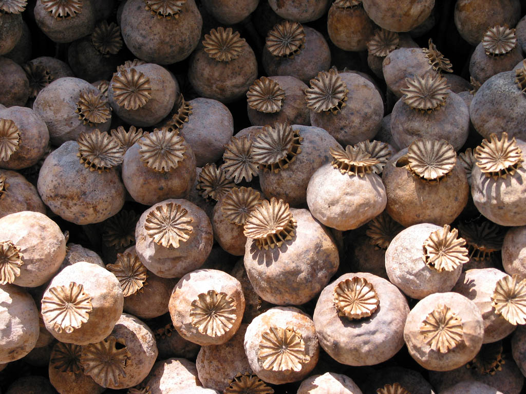 Harvested poppy capsules.