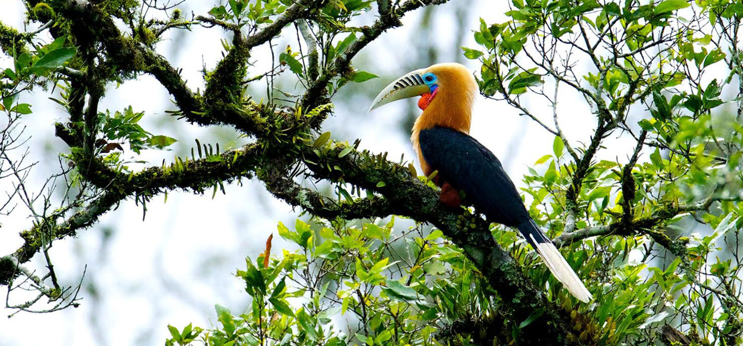 Birdwatching in Thailand