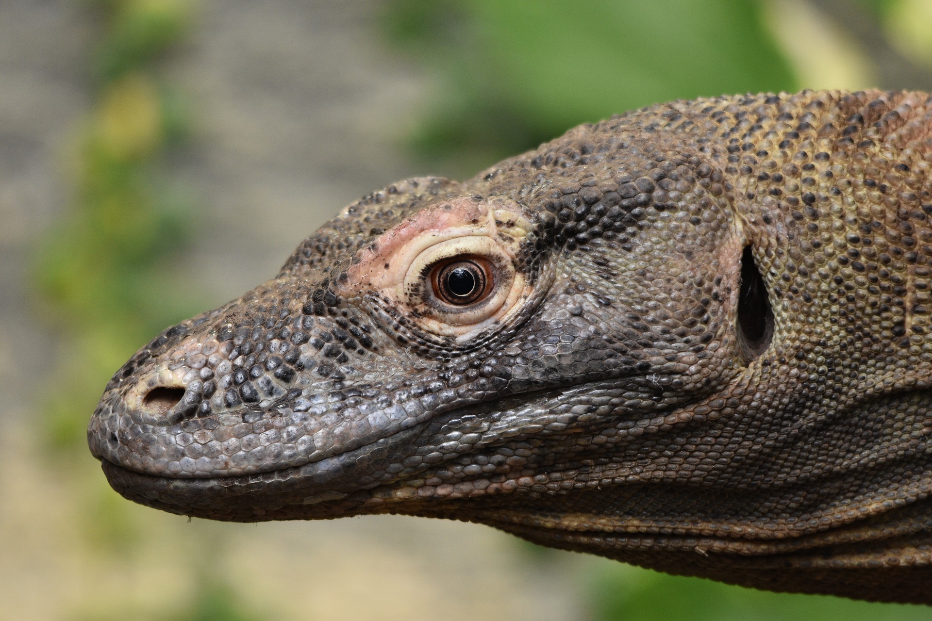 Komodo varan in Indonesia